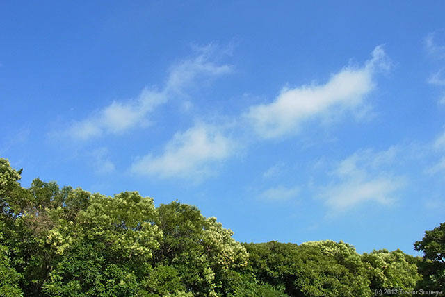 梅雨のその先の