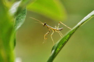 ハラビロカマキリ幼虫