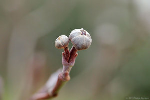 ハナミズキの花芽
