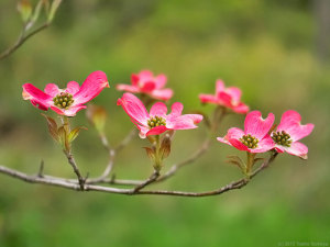 ハナミズキの花