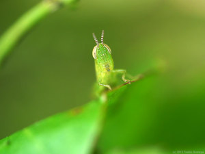 コバネイナゴの幼虫