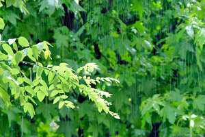 雨で足止め