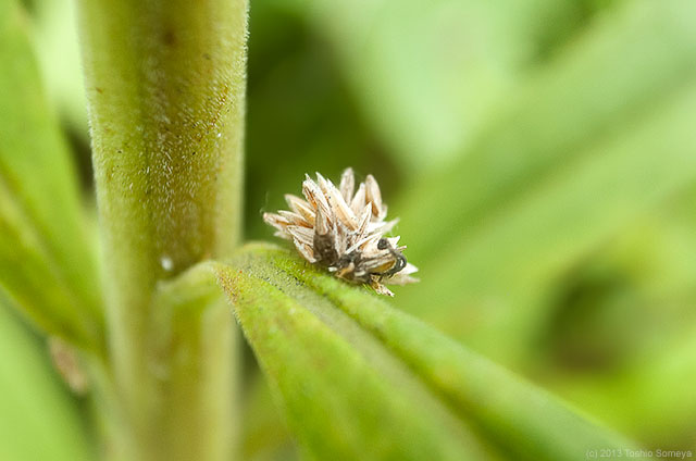 クサカゲロウの幼虫