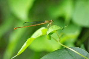 ベニイトトンボの雌 ベニイトトンボの雌