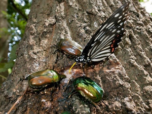 樹液酒場の昆虫たち 樹液酒場の昆虫たち