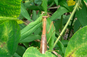 オオカマキリ、狩りに失敗