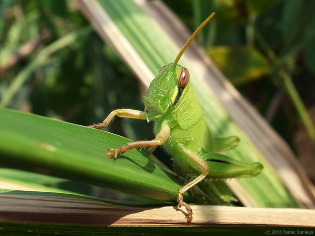 ツチイナゴ幼虫