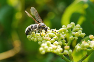 ツチバチの吸蜜