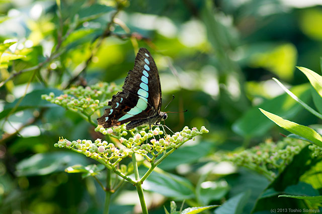 アオスジアゲハの成蝶