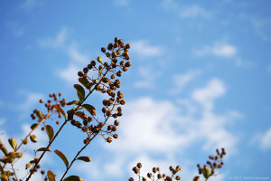 サルスベリの花芽