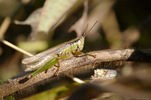 コバネイナゴ コバネイナゴ