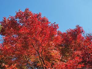 燃え上がる炎のごとく 燃え上がる炎のごとく