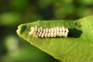 マルカメムシの卵 マルカメムシの卵