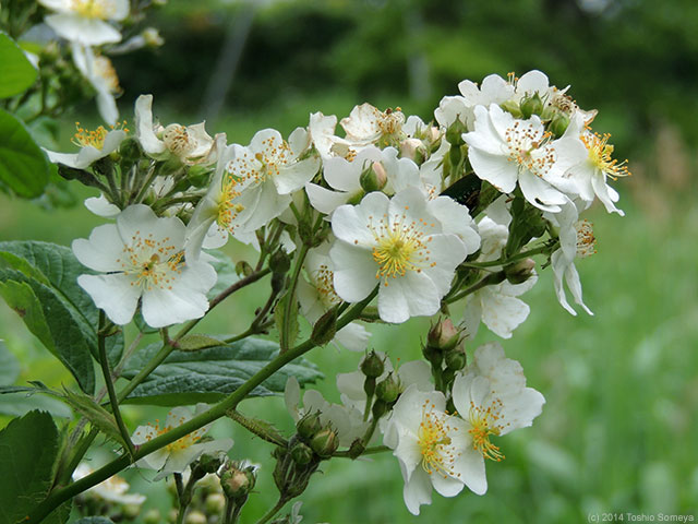 旬の花は白