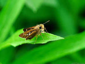 イチモンジセセリ