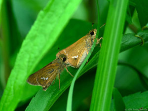 イチモンジセセリの求愛