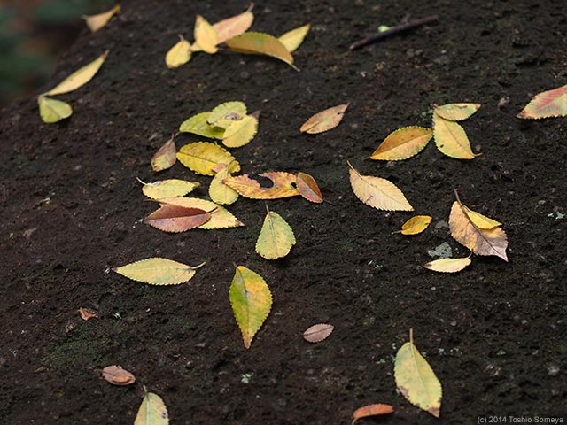 落ち葉