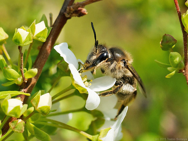 ユキヤナギの花にハチ