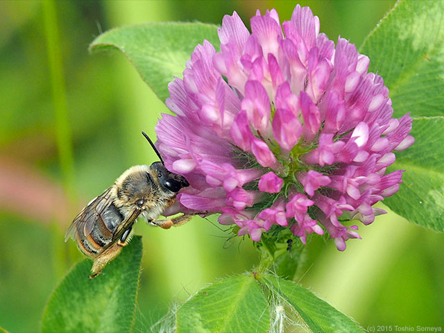 花にとってはウェルカム