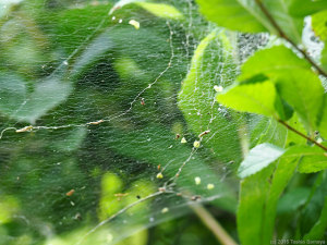 カスミ網みたいな蜘蛛の網
