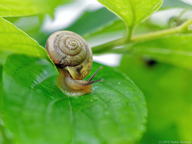 つの出せ やり出せ・・