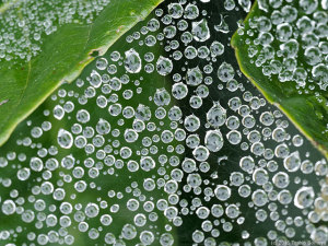 見つめる眼たくさん