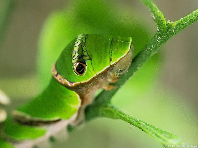 ナミアゲハ幼虫の光る眼？？