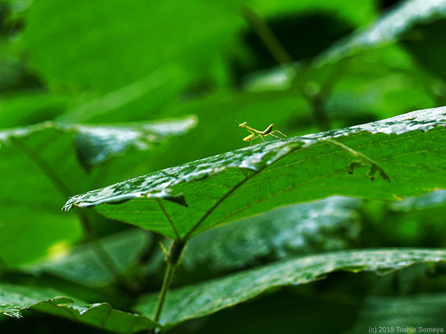雨の止み間のやれやれ