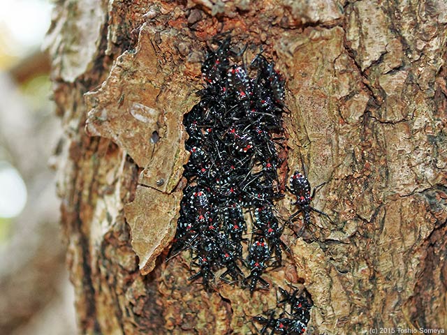 ヨコヅナサシガメ幼虫の集団越冬