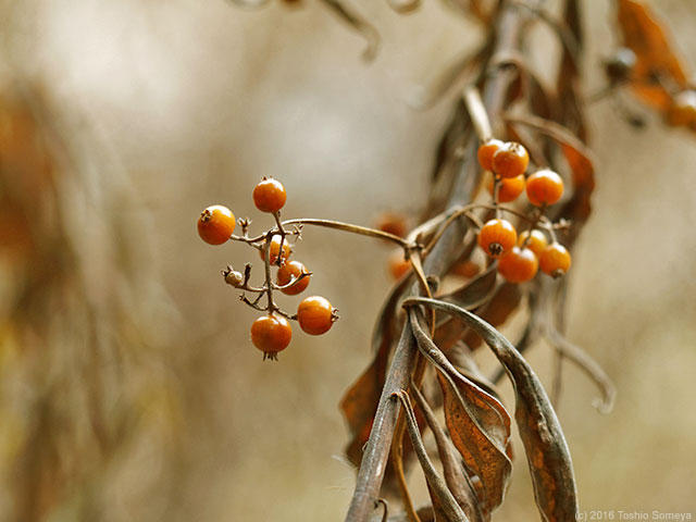 枯れ色の野で・・