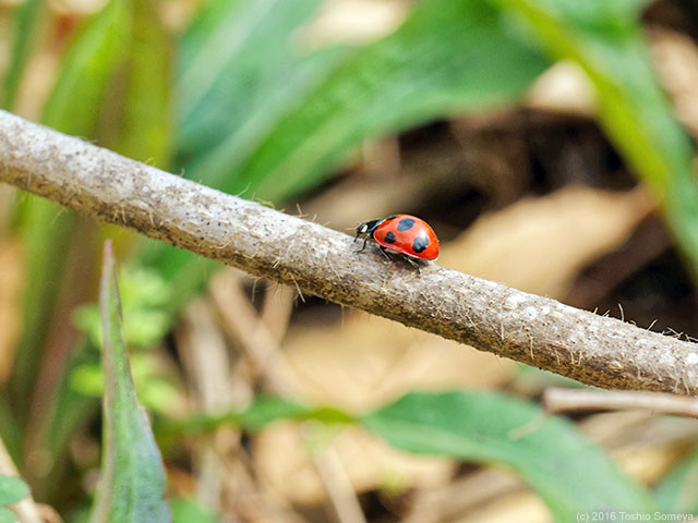 ナナホシテントウ