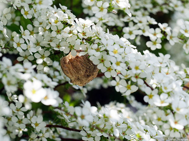 ユキヤナギの枝にオオカマキリ卵鞘