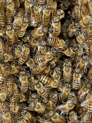 ミツバチの大集団