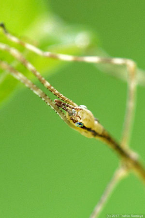 ナナフシモドキ幼虫の目