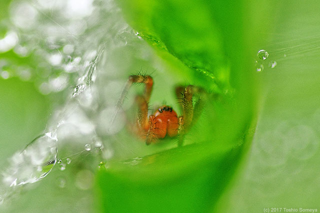雨上がりに見たクサグモ幼体