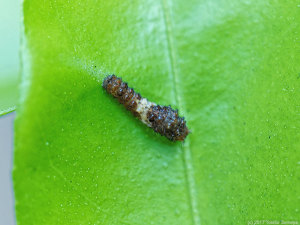 ナミアゲハの若齢幼虫