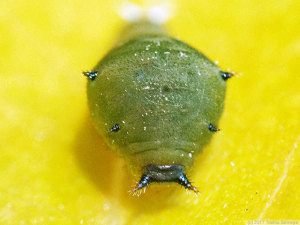 アオスジアゲハ幼虫の顔
