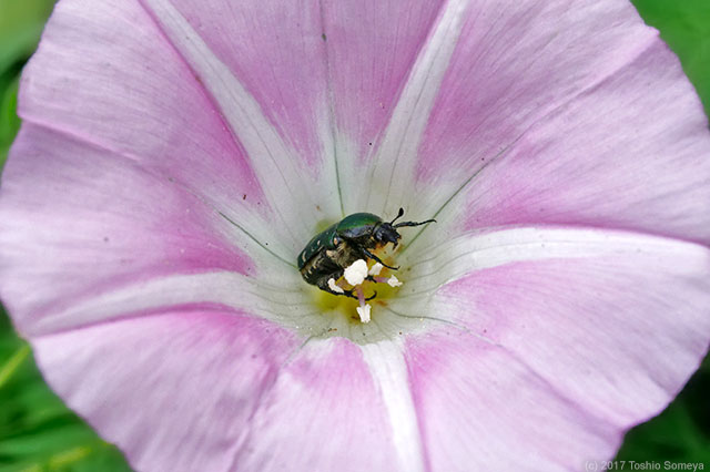 ヒルガオの花にいたコアオハナムグリ