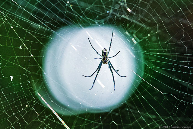 逆光で見る蜘蛛