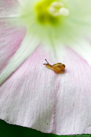 ヒルガオの花にいた小さなカタツムリ