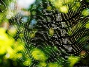 クモの網の緻密なパターン