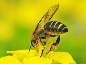 ミツバチの後脚に注目