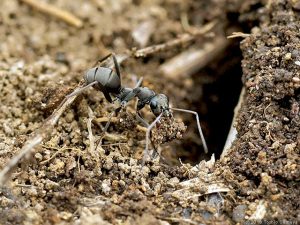 巣穴造りに奔走中のアリ