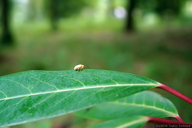 葉上を歩く小さなハムシ
