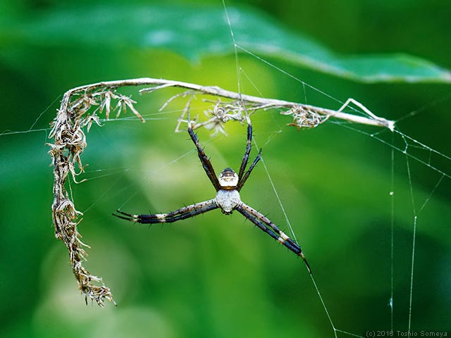 コガネグモのオス