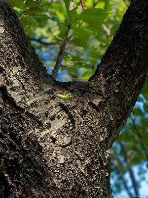 樹上のハラビロカマキリ幼虫
