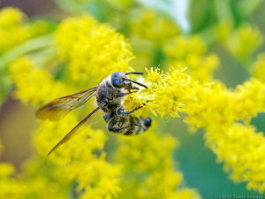ハラナガツチバチの吸蜜