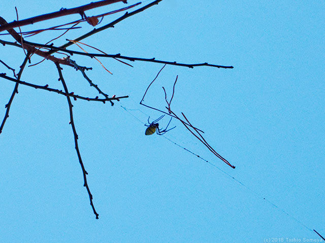 壊れた網にしがみつくジョロウグモ