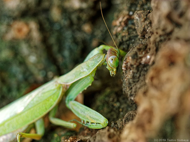 絶命したハラビロカマキリ・雌