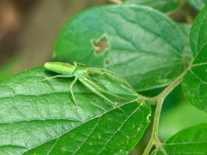 エノキの葉に止まるワカバグモ